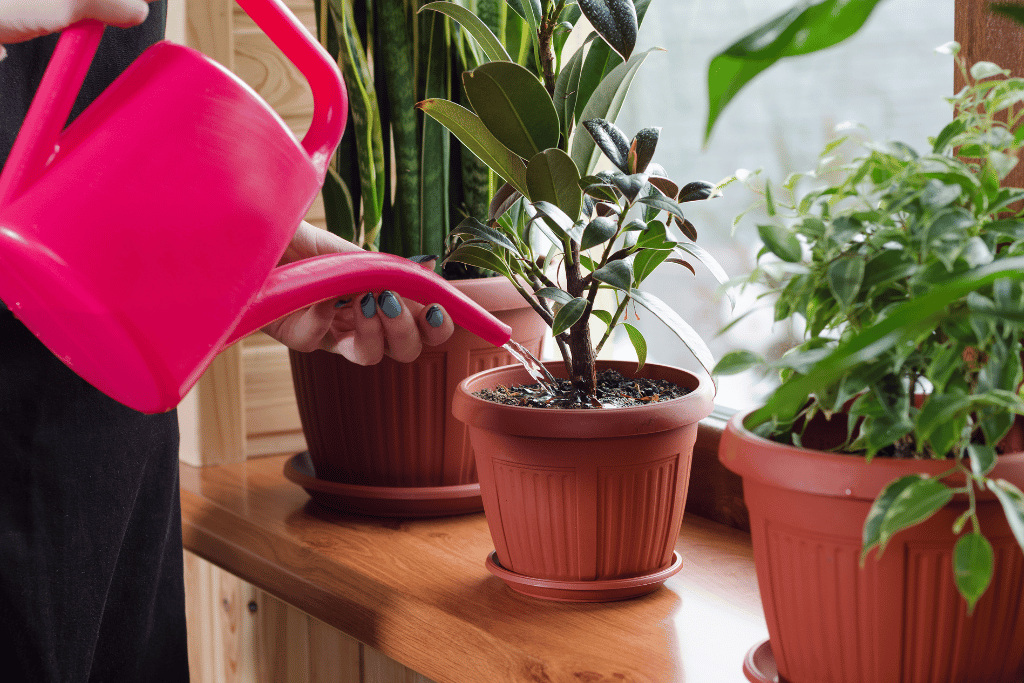 Time to Water Indoor Plants