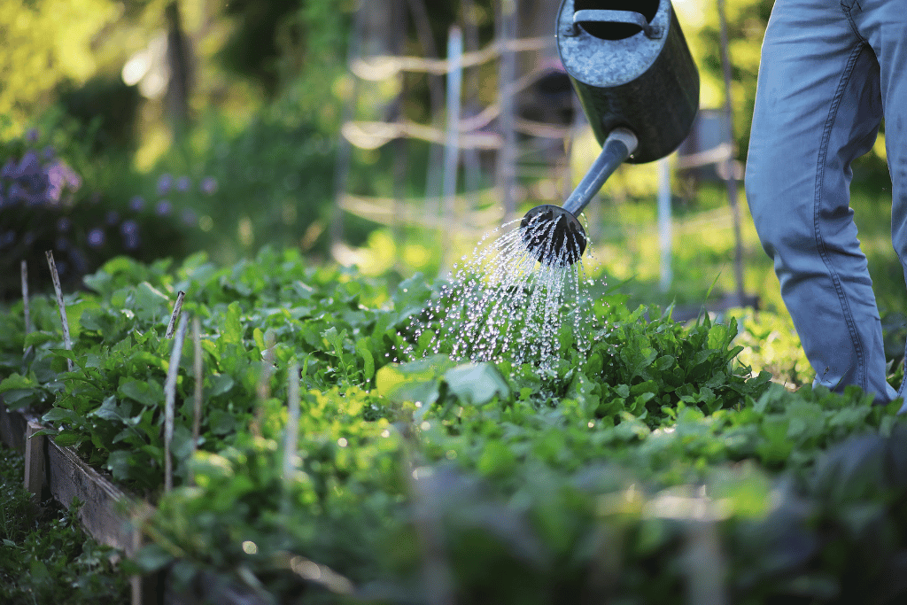 Time to Water Outdoor Plants