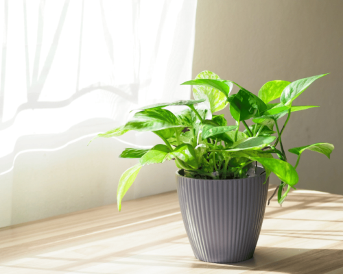 how often to water pothos