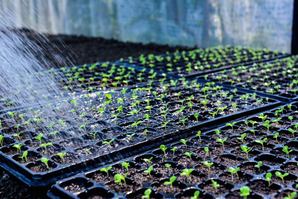 how often to water seedlings