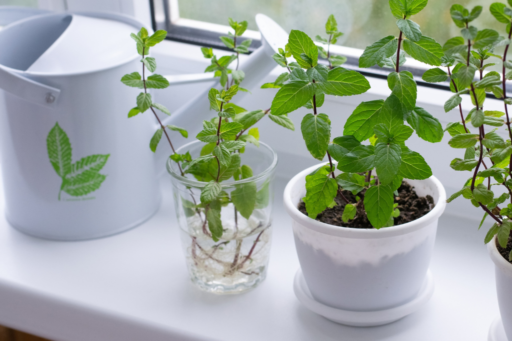 how often to water mint