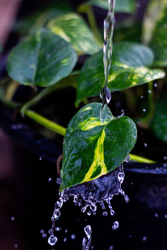 Watering Frequency