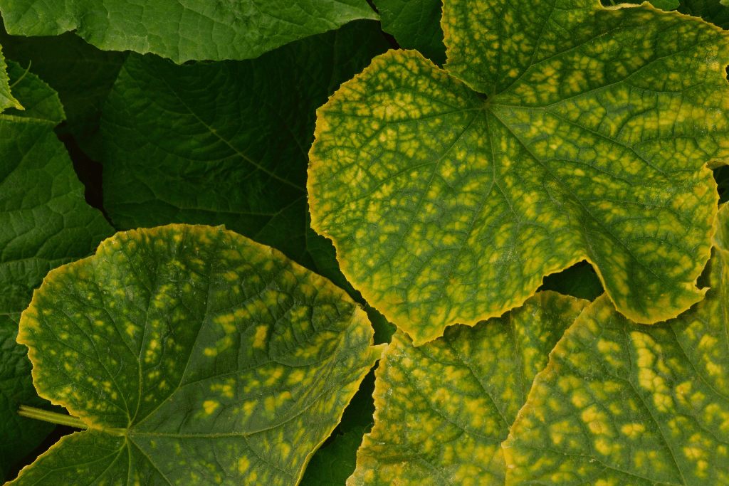 yellow leaves