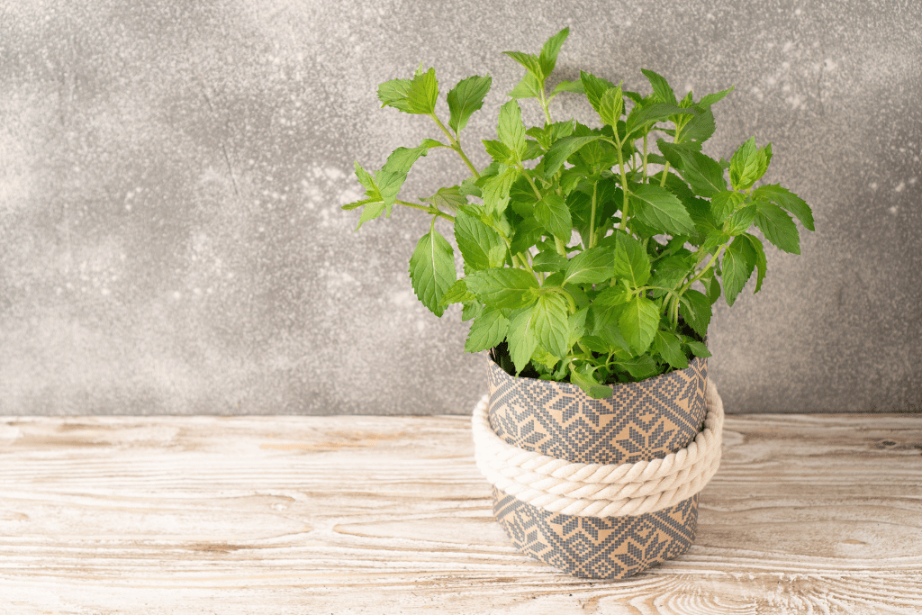 Watering Mint Indoors