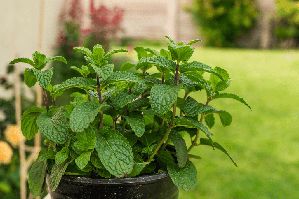 Watering Mint in Pots