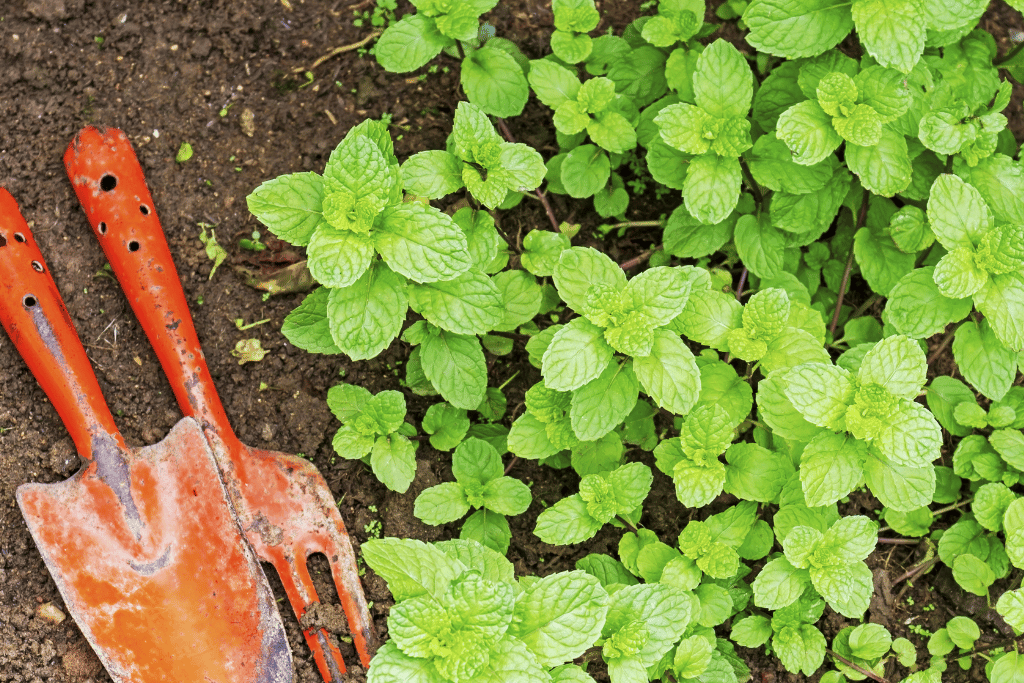 Watering Mint in the Garden