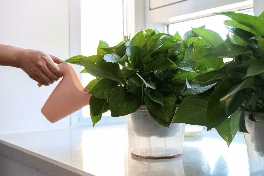 Watering Pothos