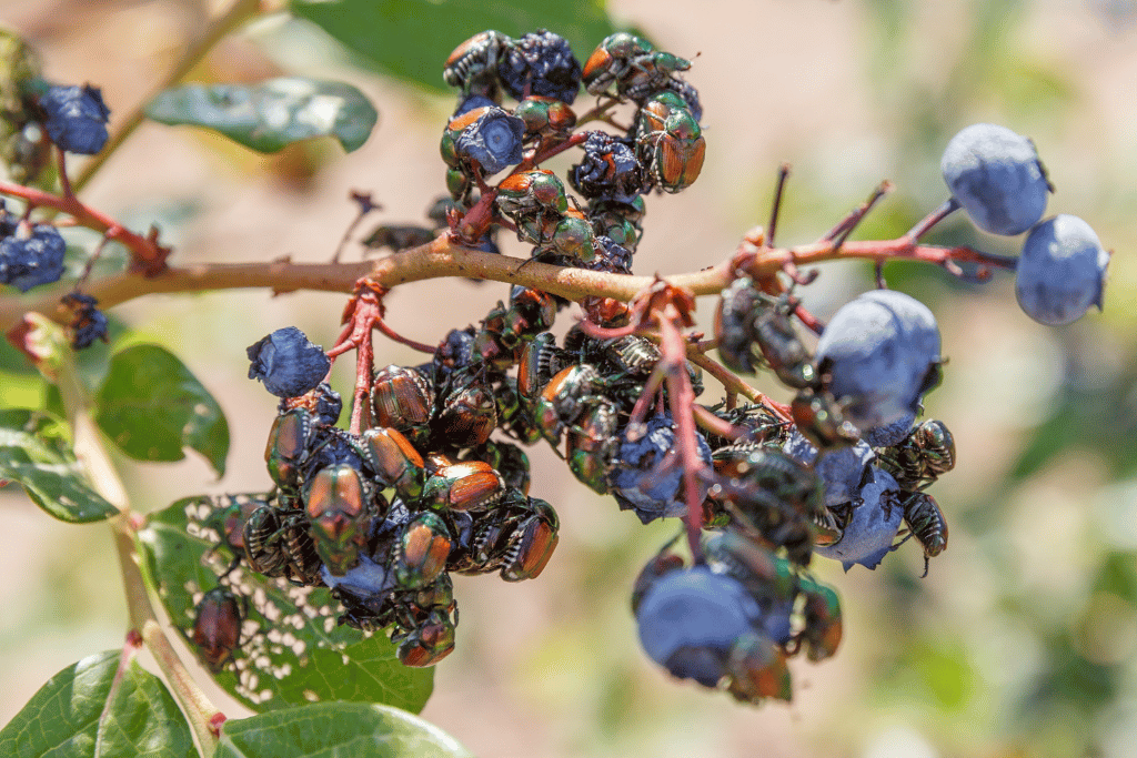 Japanese Beetles