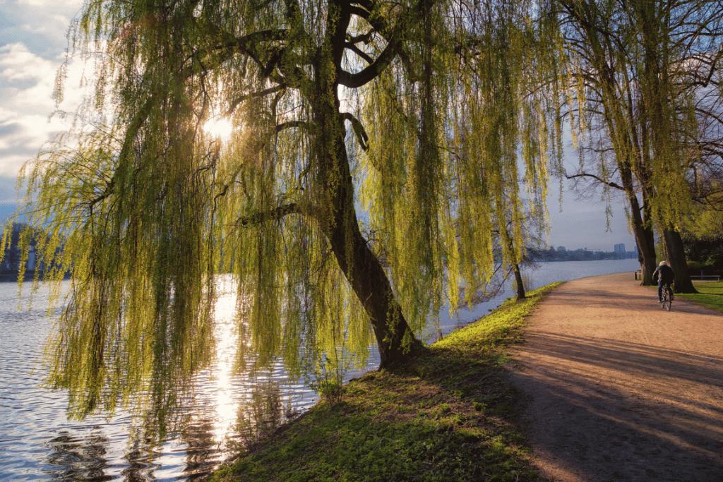 Weeping Willow (Salix babylonica)