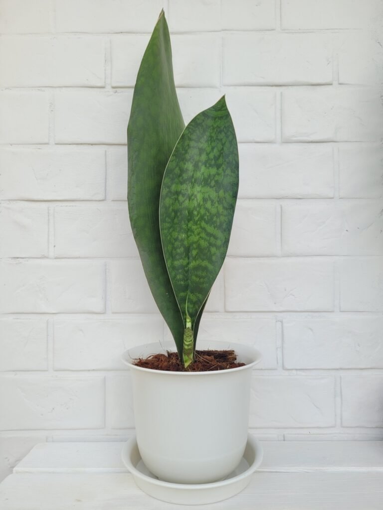 Whale Fin Plant Pot