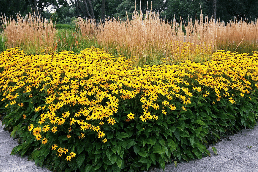 Plant Black Eyed Susan