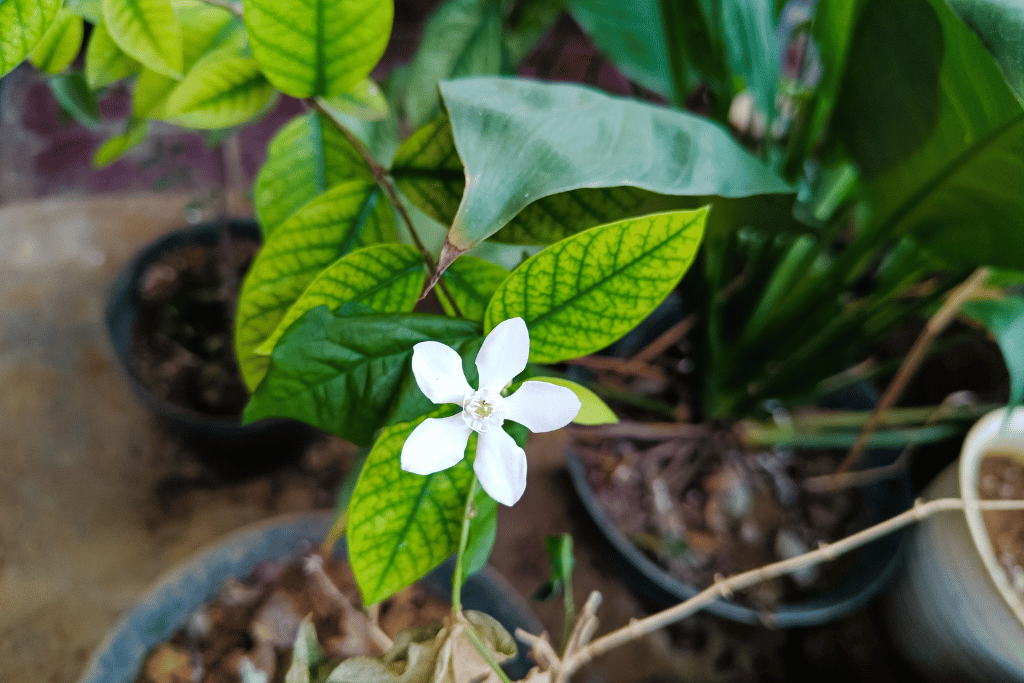 White Angel Plant