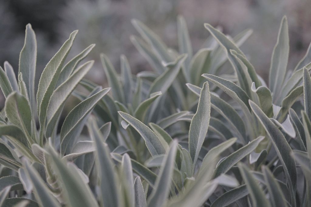 White Sage