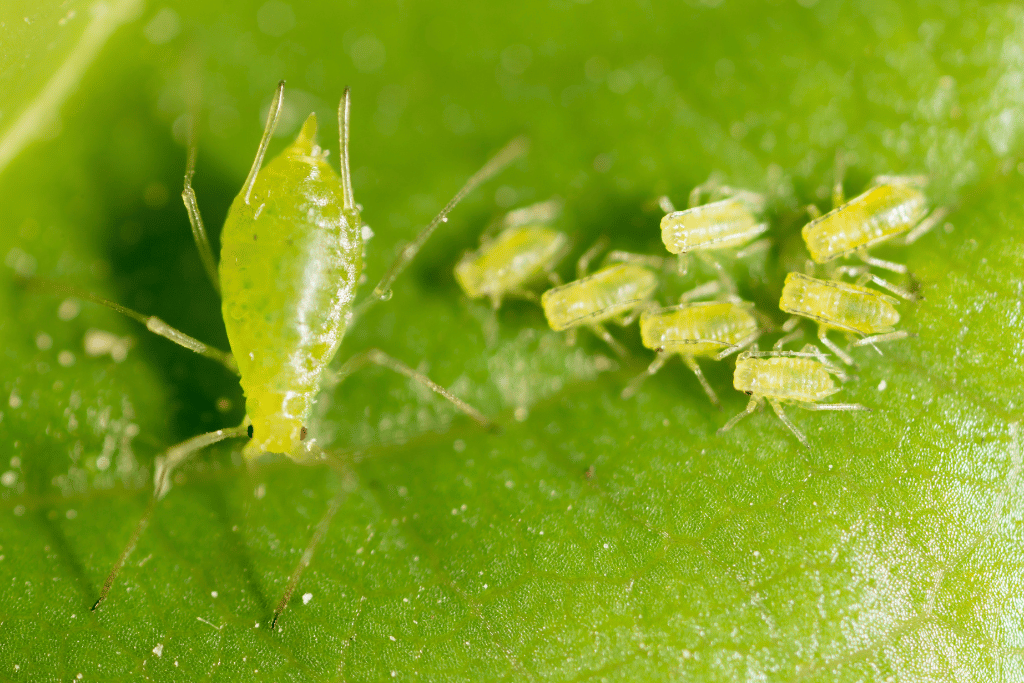 White aphid