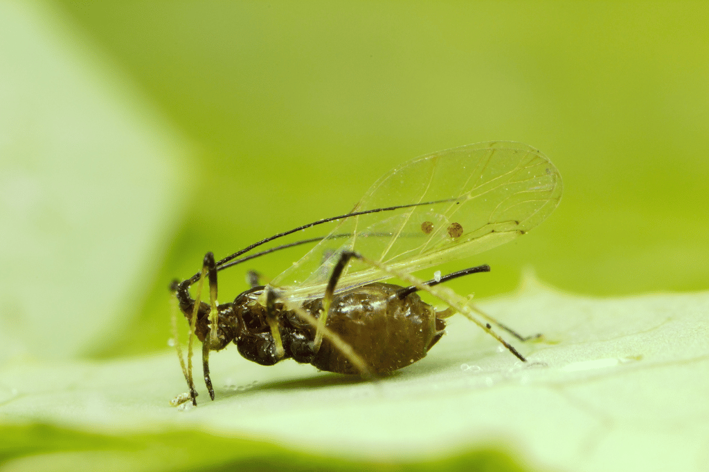 Winged aphid