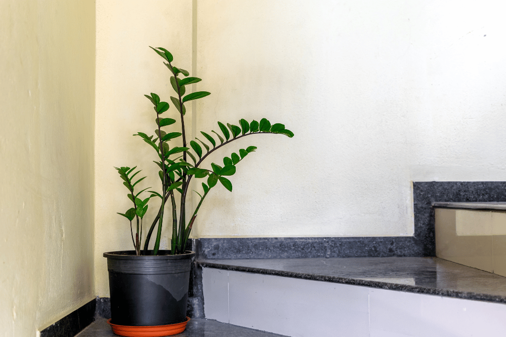 ZZ plant Indoor