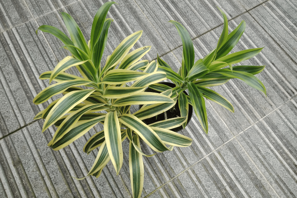 Corn Plant in Pot