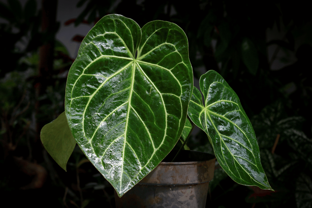 Anthurium Crystallinum: All You Need to Know About the Elusive and ...