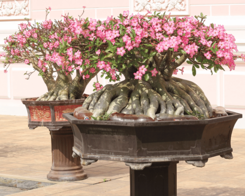 desert rose bonsai