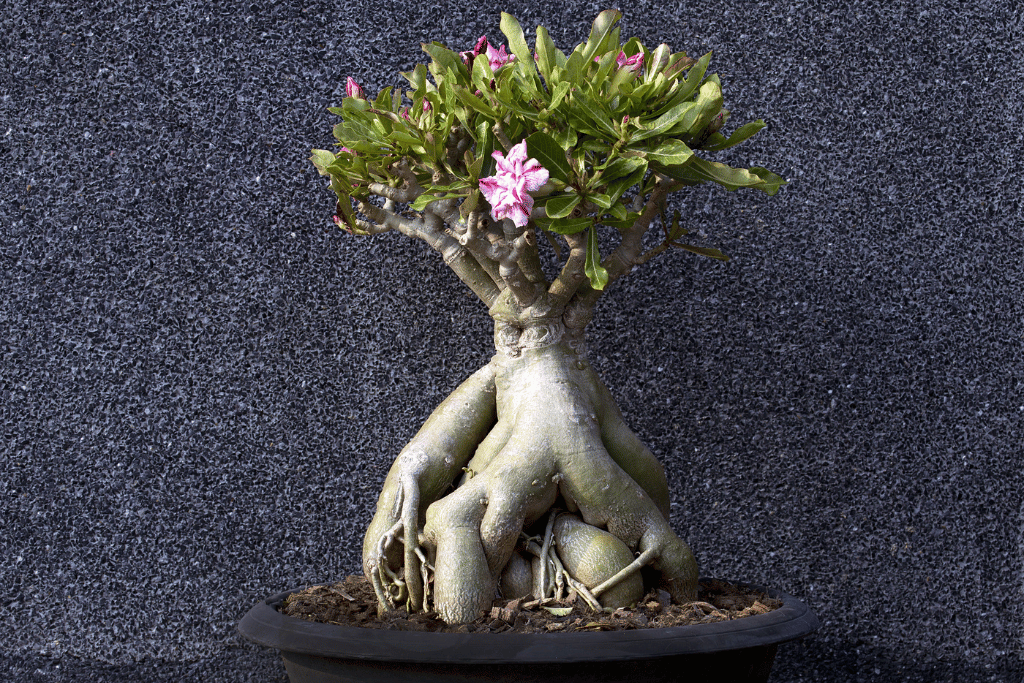 Choose a desert rose bonsai