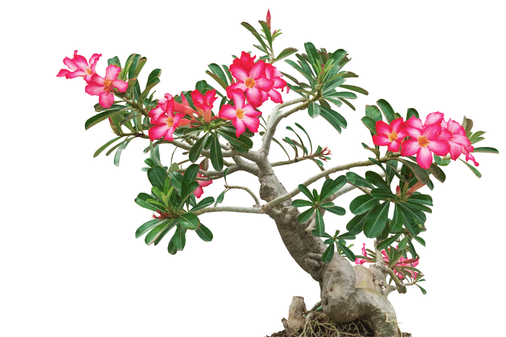 desert rose tree