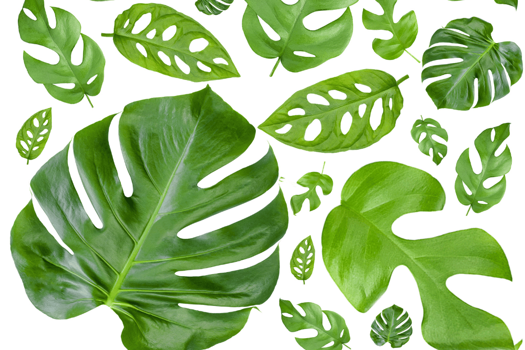 Different monstera leaves