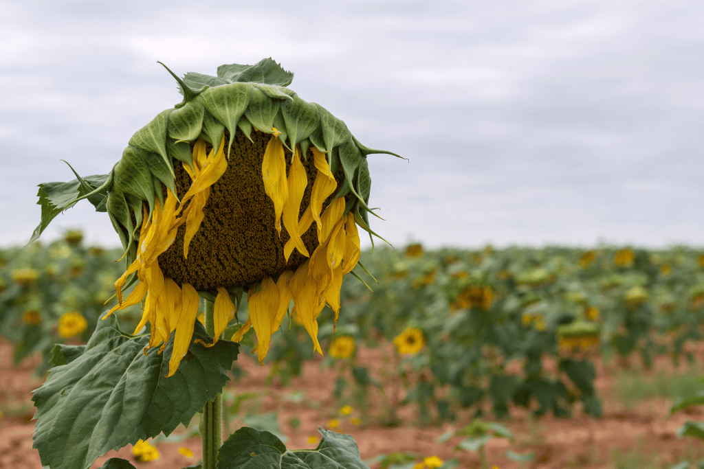 Sunflower Blooming Length