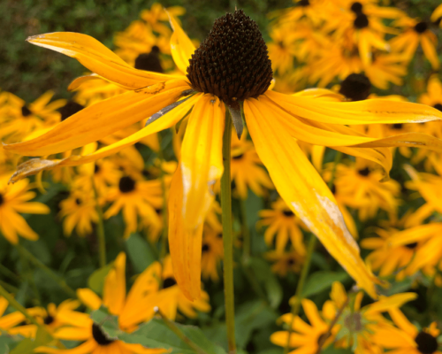 when to plant black eyed susan seeds