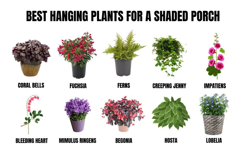 best hanging plants for shaded porch