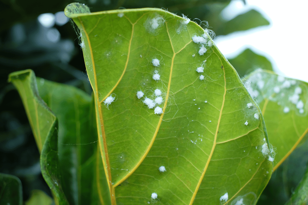 Aphids