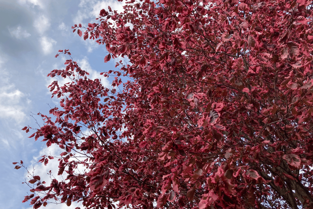 Beech Tree