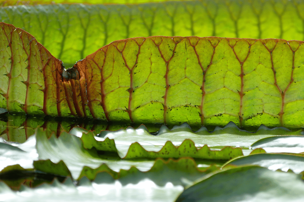 Behavior of Lily Pad Roots