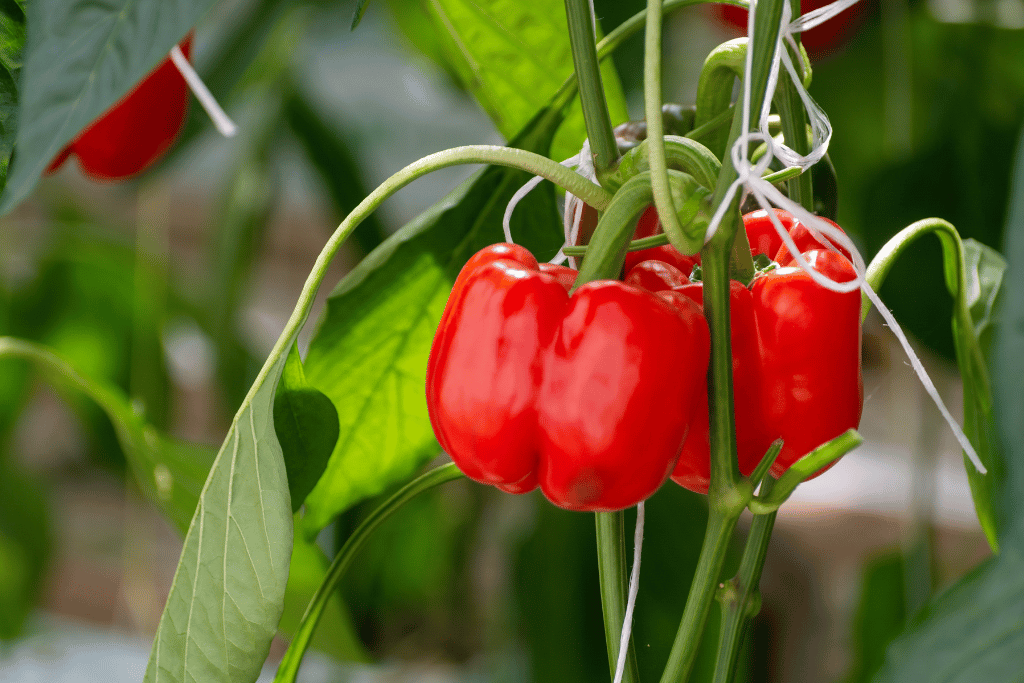 Bell Peppers