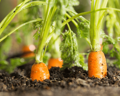 Carrots growing stages