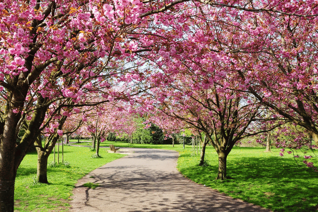 Cherry Blossom