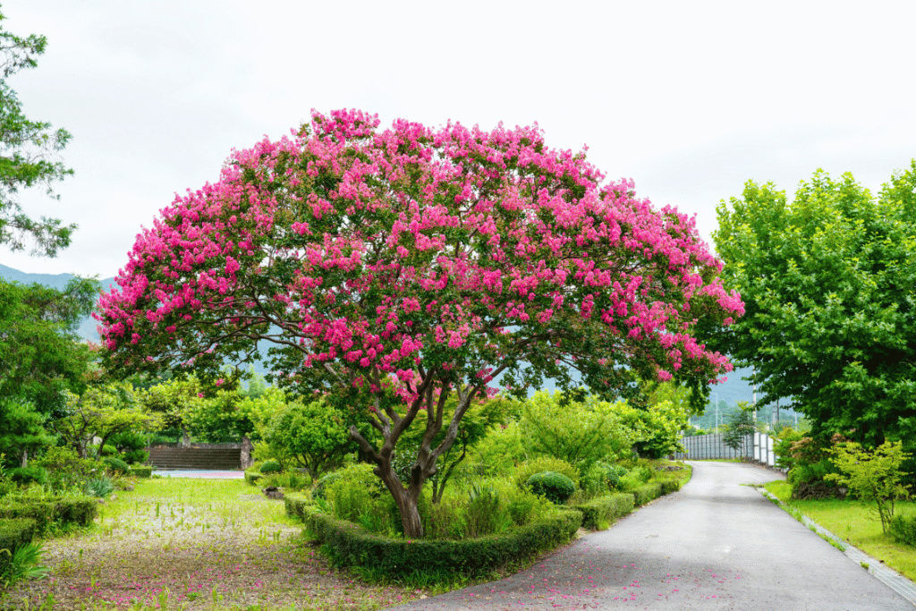 Crape Myrtle