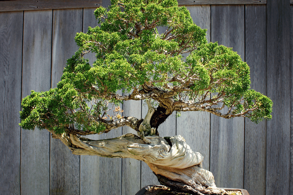 Dwarf Japanese Garden Juniper