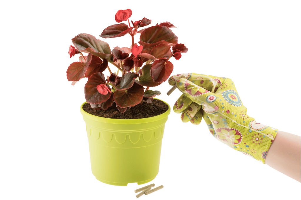 Fertilizing Begonia