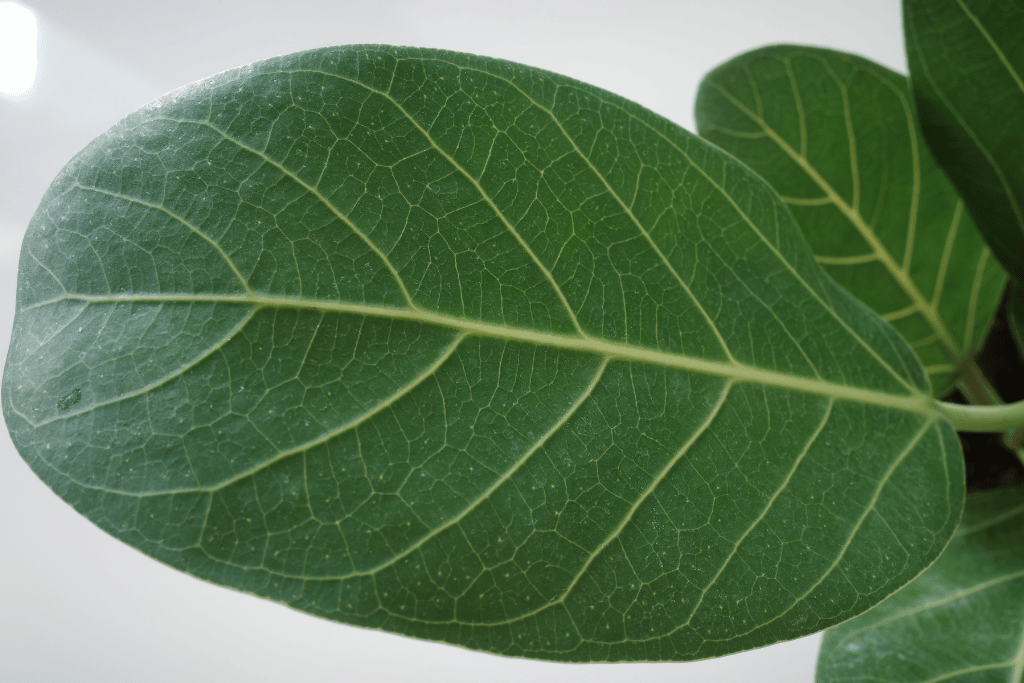 Ficus Audrey Leaf