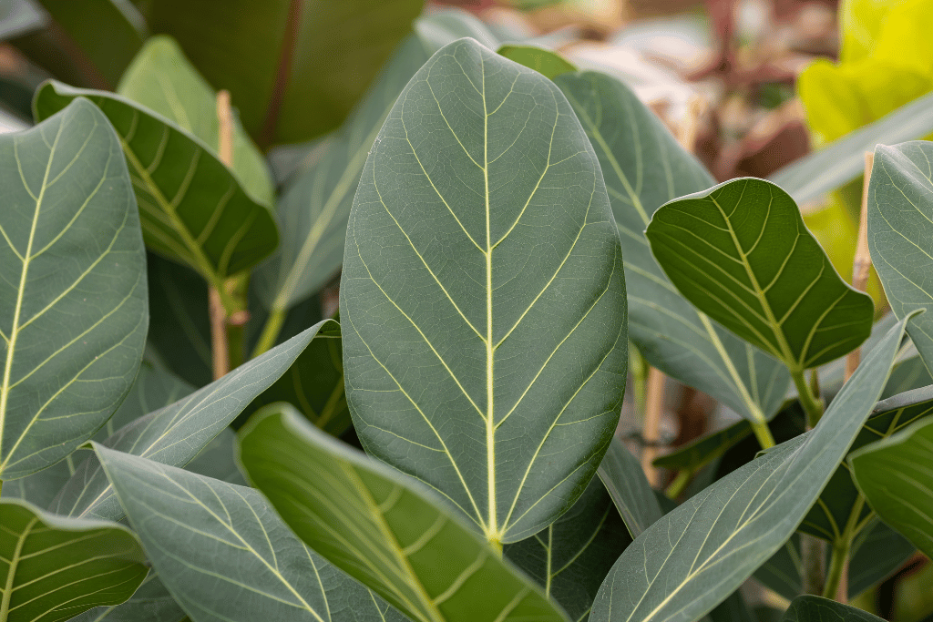 Ficus Audrey: A Beautiful Native Asian Plant