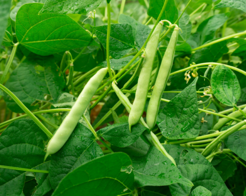 Green bean plant stages