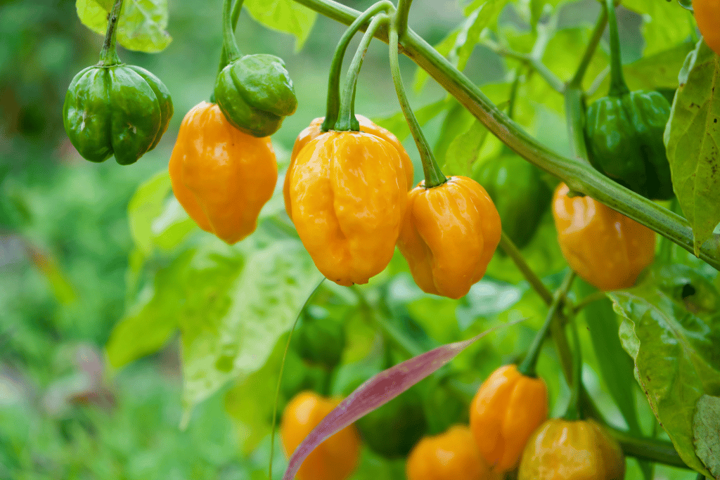 Habanero Pepper Growth Stages