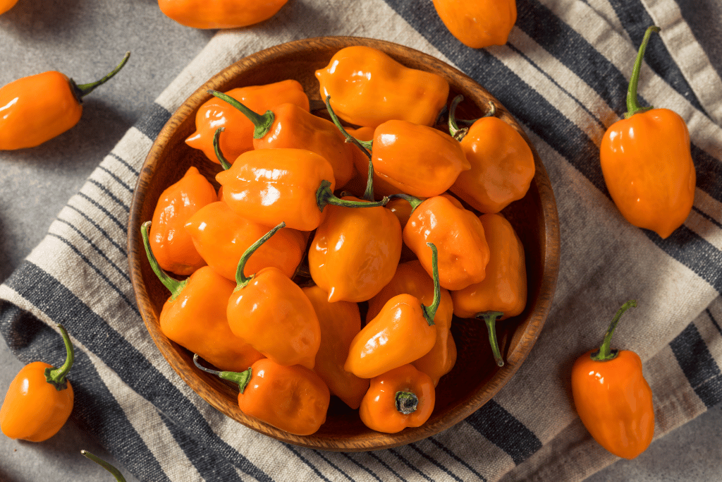 Habanero Peppers Continue Ripening