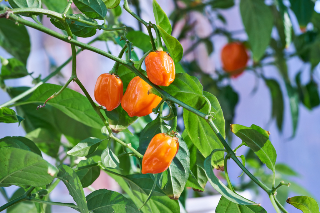 Habanero Peppers