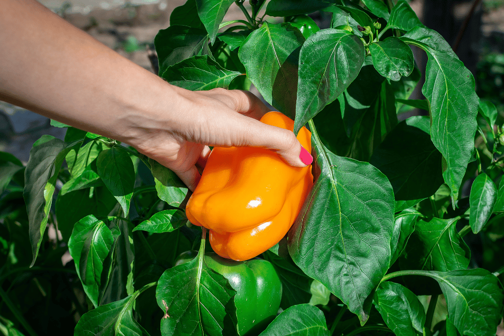 Harvest Bell Peppers