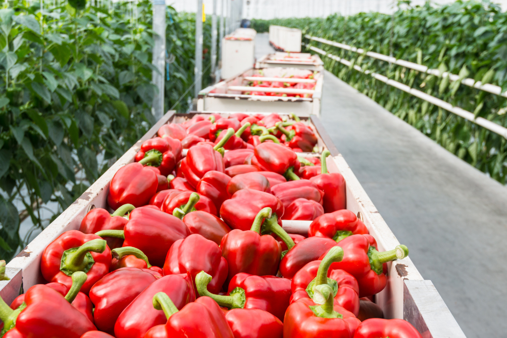 Harvest Bell Peppers