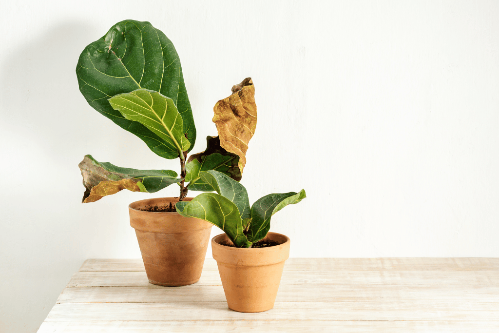 Issues of Fiddle Leaf Figs