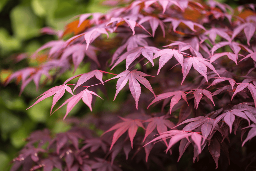 Japanese Maple