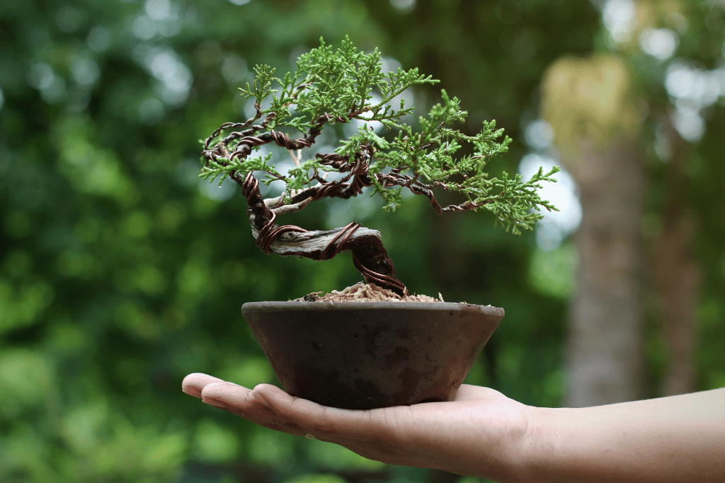 Juniper Bonsai 