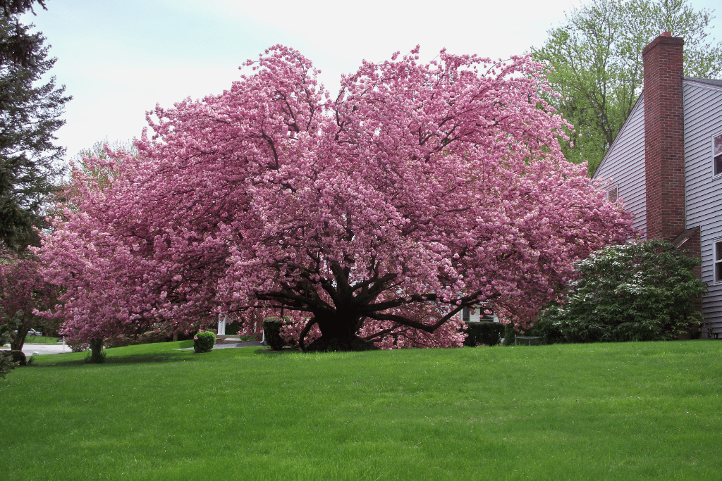 Kwanzan Cherry